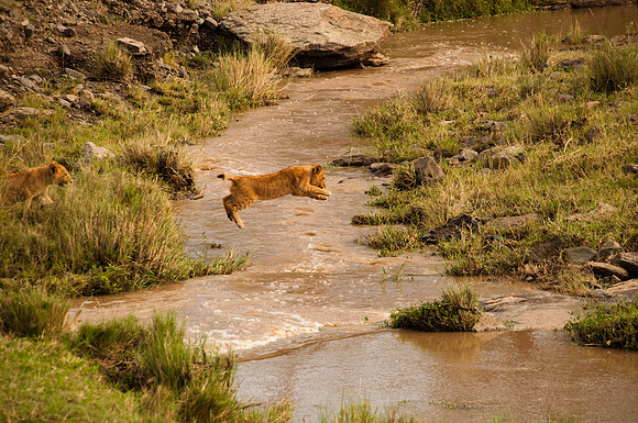 lion cub | masai mara, kenya | 2011