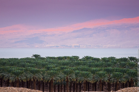 palms grove | dead sea, israel | 2014