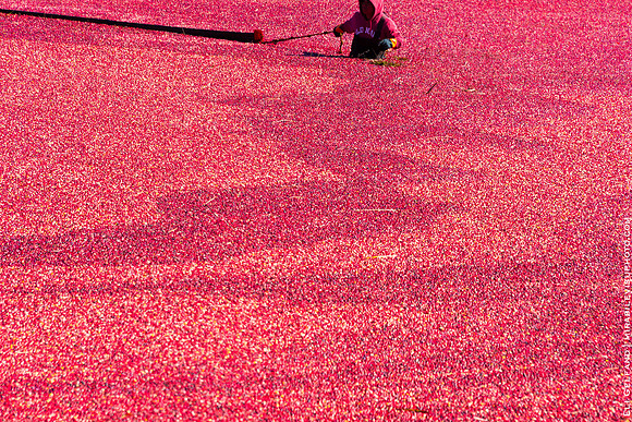 cranberry harvest | wareham, massachusetts | 2014