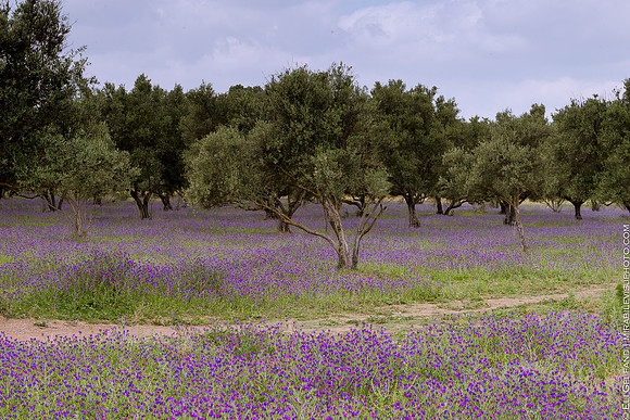 olive grove | near fes, morocco | 2017