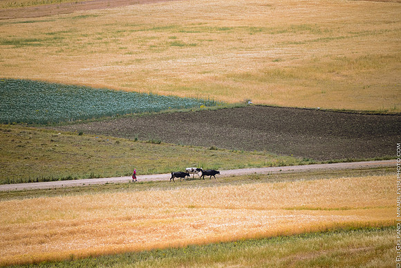 harvest | near fes, morocco | 2017