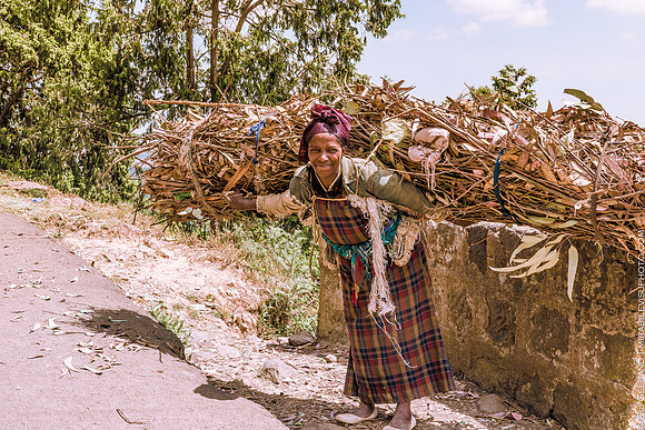 firewood | addis | 2015