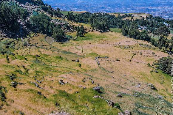 tef fields | ethopia | 2015