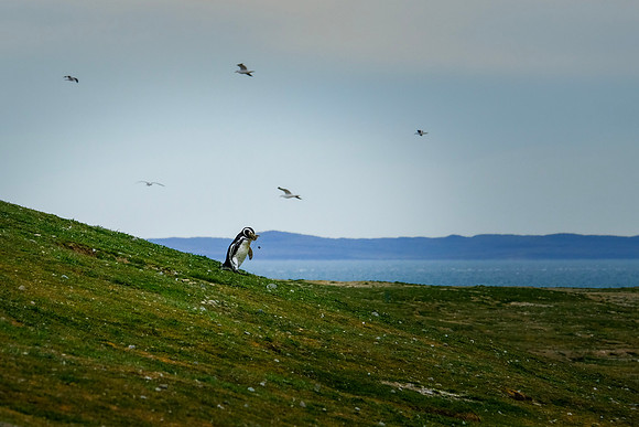 building a nest | magdalena island, chile | 2019