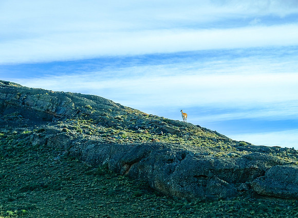 guanaco | torres del paine, chile | 2019