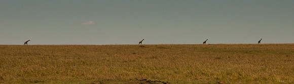 living horizon | masai mara, kenya | 2011