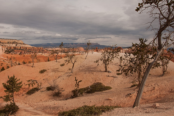 hommage a dali | bryce canyon, utah | 2010
